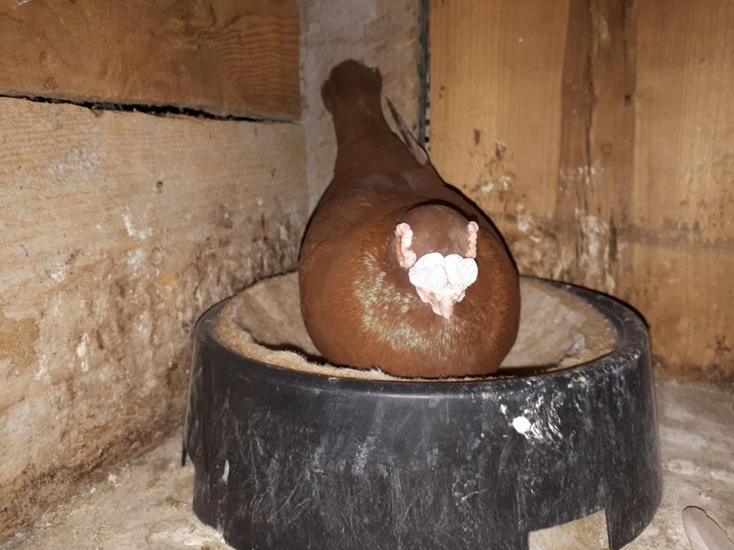  - K _ carunculați 2021