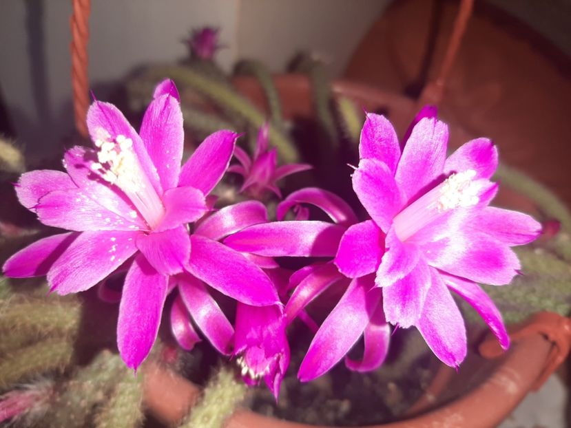  - Florile mele în aprilie 2021