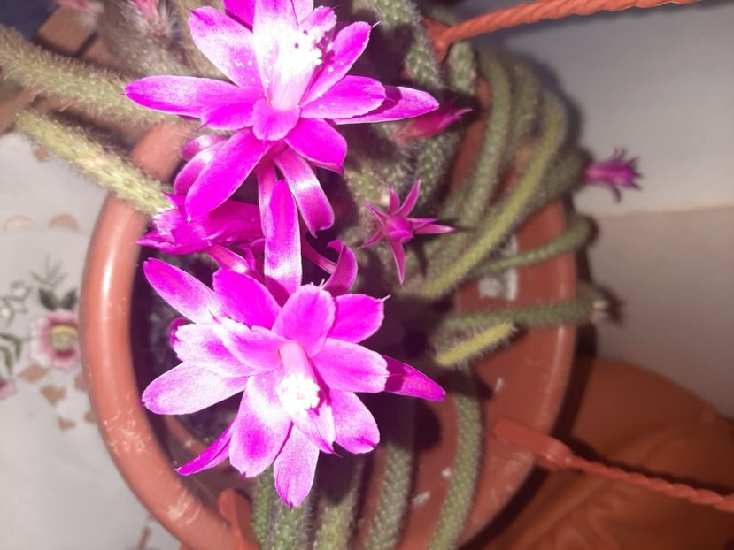  - Florile mele în aprilie 2021