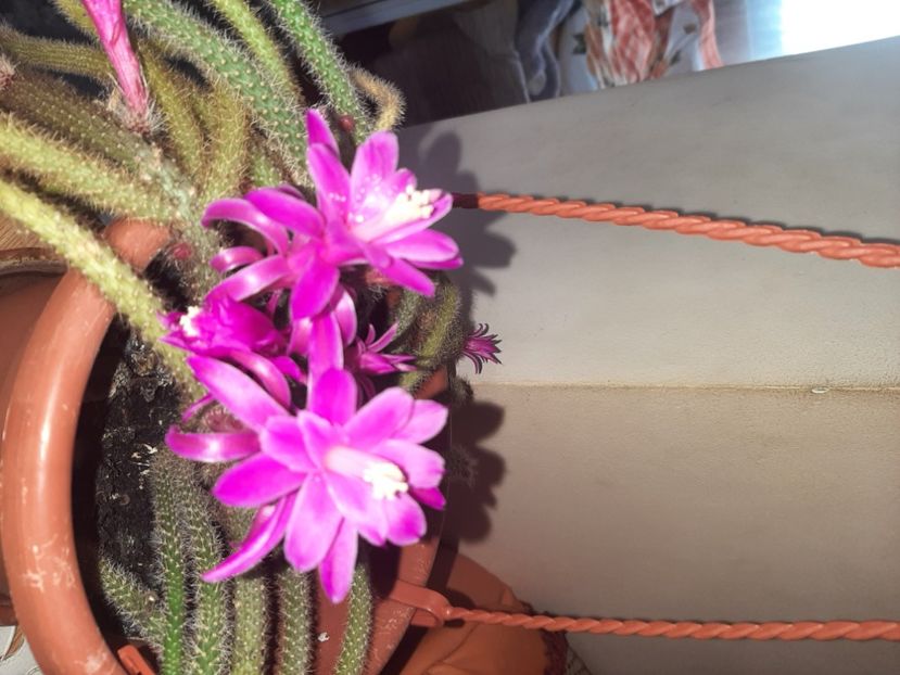  - Florile mele în aprilie 2021