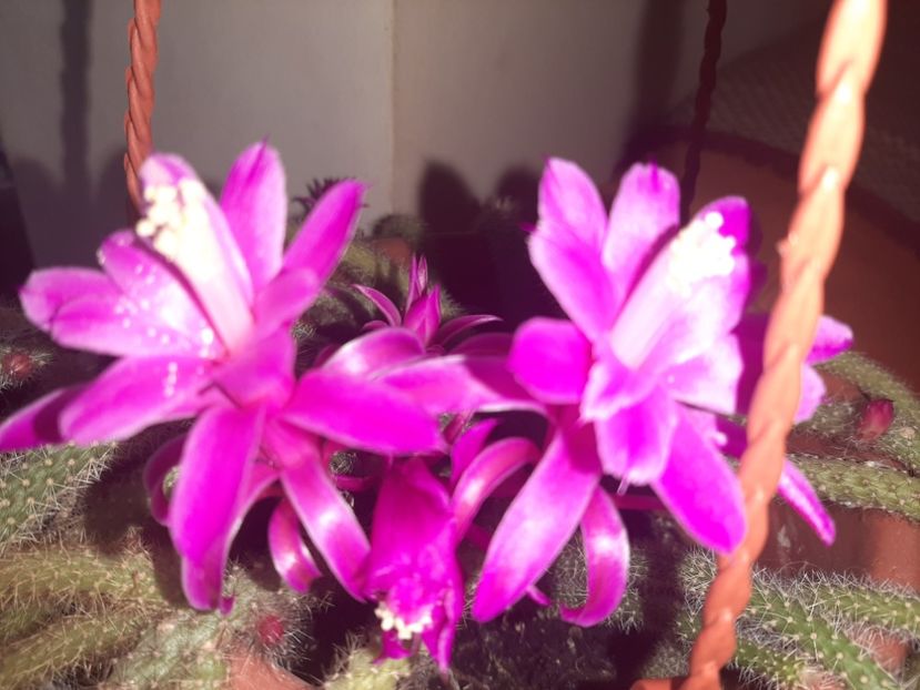  - Florile mele în aprilie 2021