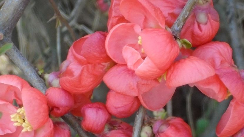 Gutui japonez (flori rosii) - Primavara 2021-2022-2023