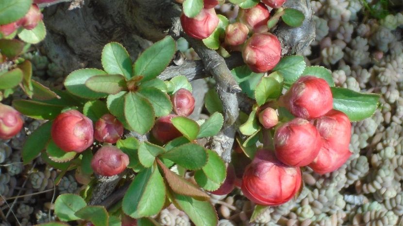 Gutui japonez, bonsai - Primavara 2021-2022-2023