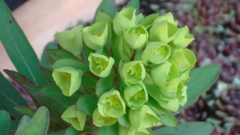 Euphorbia amygdaloides - Primavara 2021-2022-2023