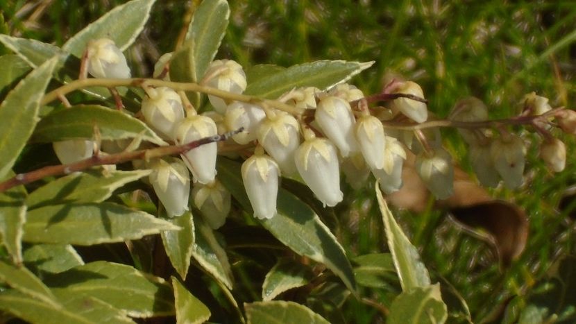 Pieris japonica - Primavara 2021-2022-2023