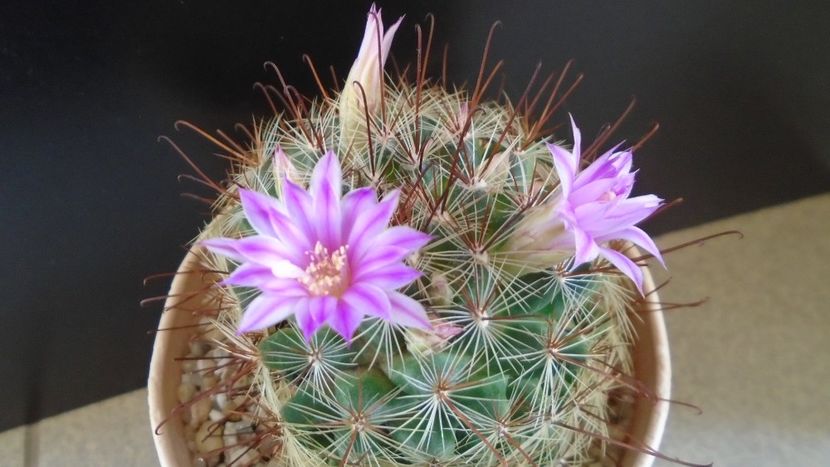 Mammillaria grahamii - Cactusi 2021