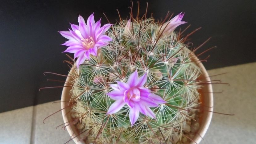 Mammillaria grahamii - Cactusi 2021