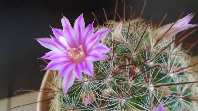 Mammillaria grahamii - Cactusi 2021