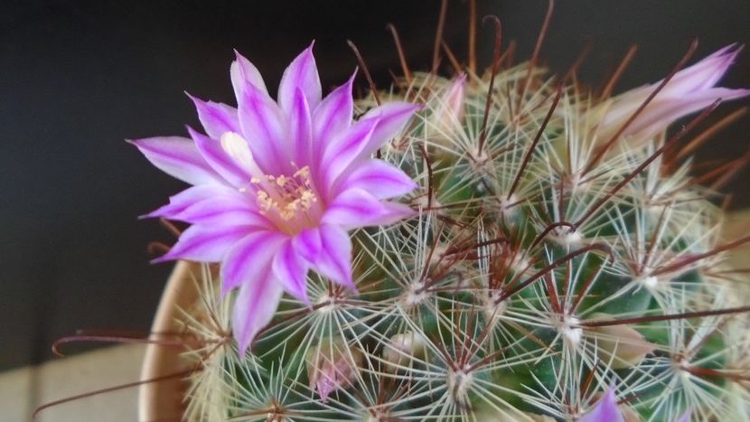 Mammillaria grahamii - Cactusi 2021