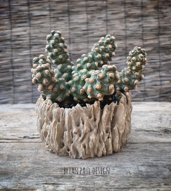 Tephrocactus molinesis - Vase - aranjamente - accesorii