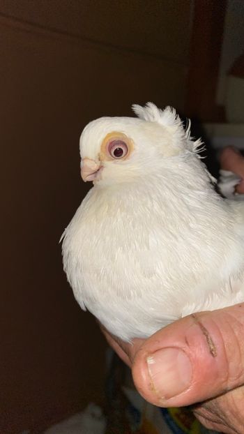 5C967377-EF30-4F35-BEFB-A0AD101771A4 - Tineret 2021