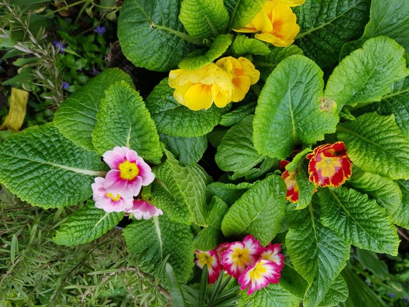  - Primule 21 22 23 24