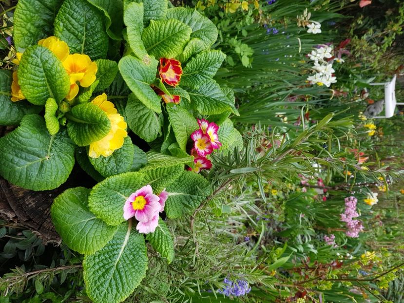  - Primule 21 22 23 24