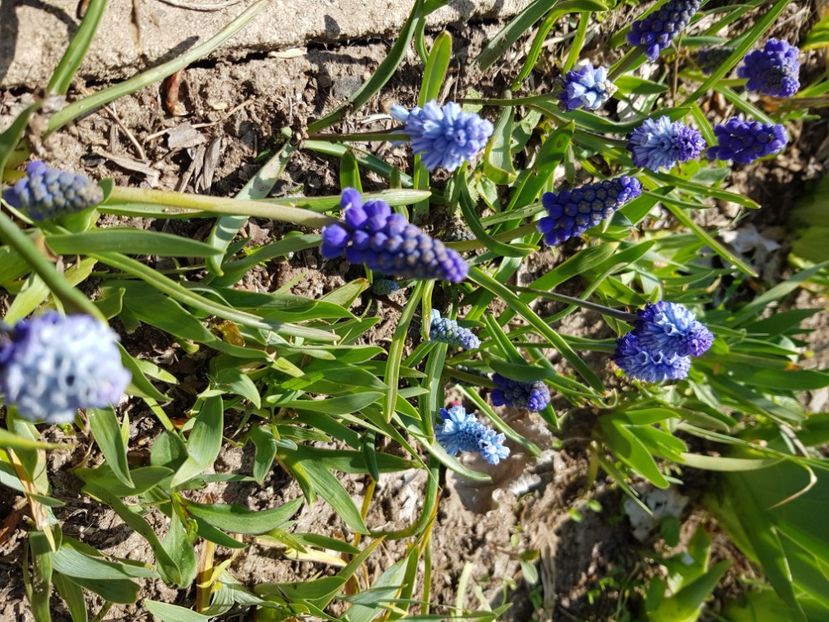  - Muscari 2018 2021