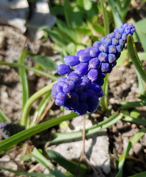  - Muscari 2018 2021