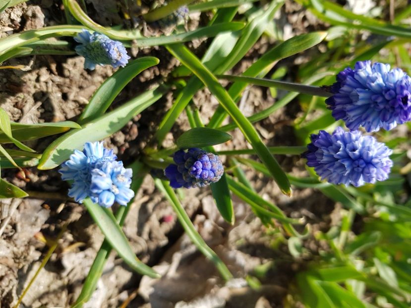  - Muscari 2018 2021