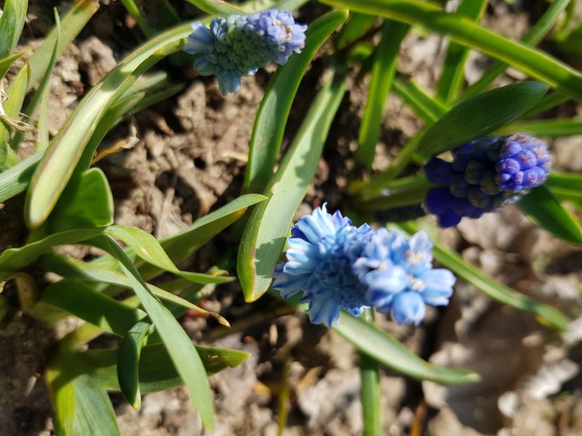  - Muscari 2018 2021