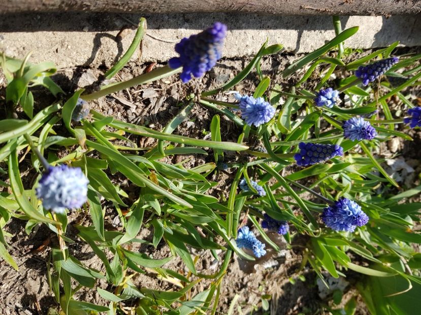  - Muscari 2018 2021