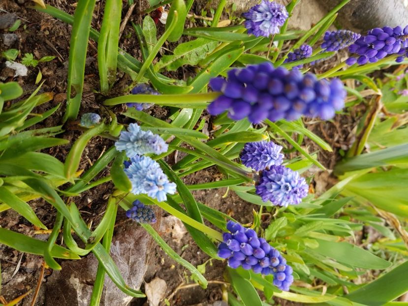  - Muscari 2018 2021