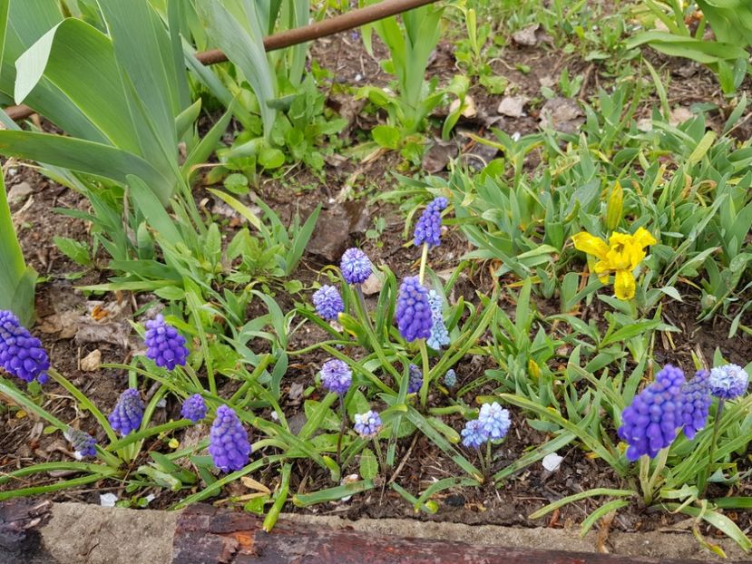 - Muscari 2018 2021