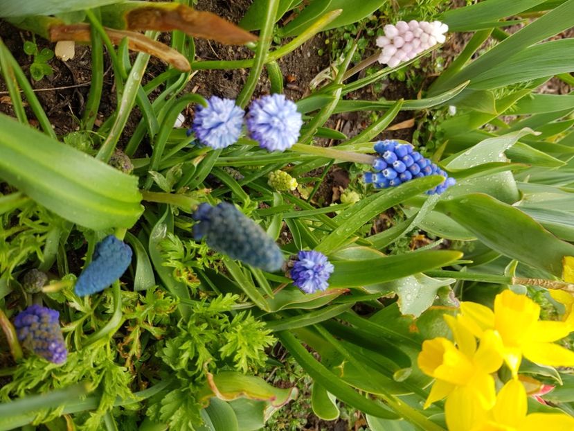  - Muscari 2018 2021