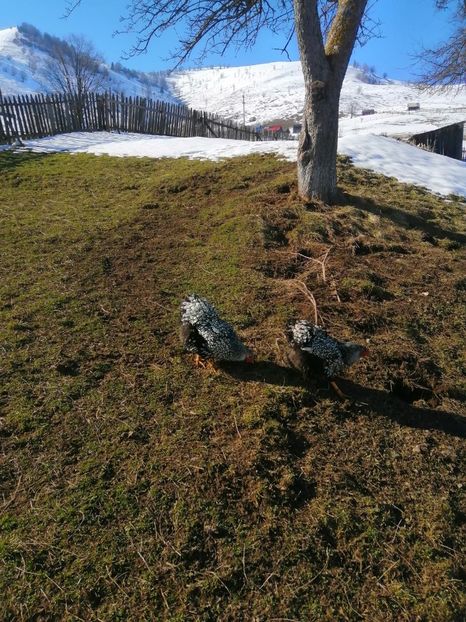  - Wyandotte ARGINTIU MATCA DIN 2020 PENTRU 2021