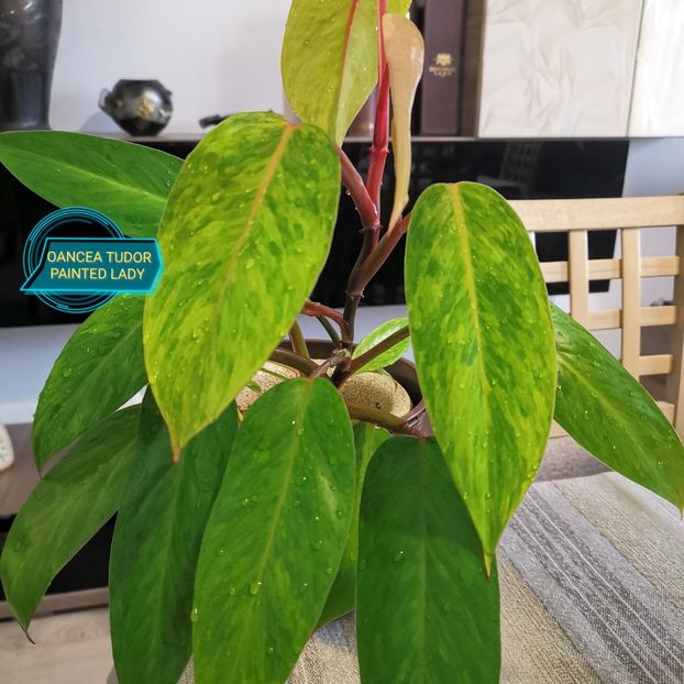 Painted lady - Philodendron