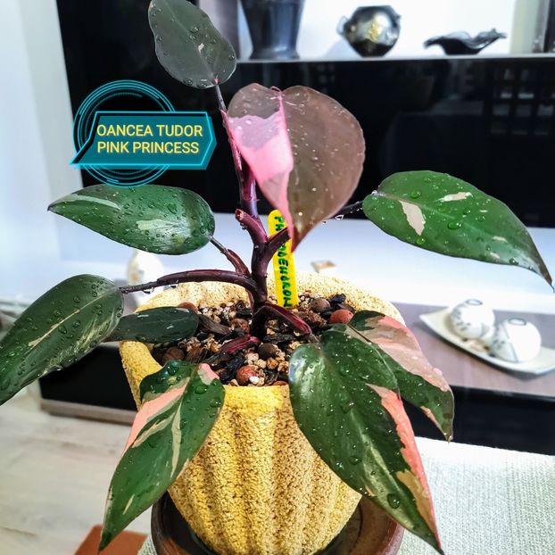 Pink Princess - Philodendron