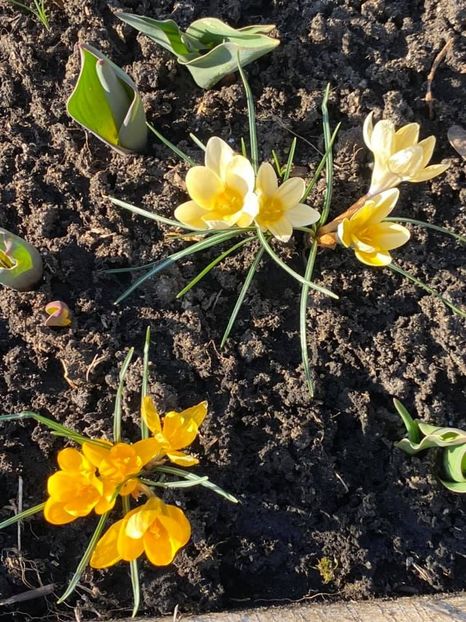  - FLORILE MELE 2021 nr 1