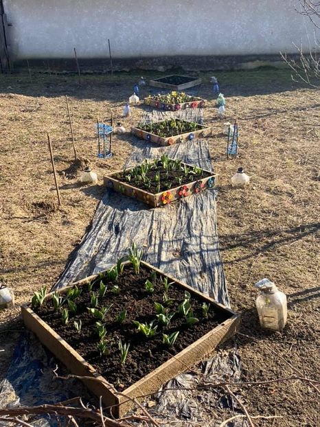  - FLORILE MELE 2021 nr 1