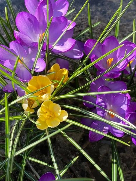  - FLORILE MELE 2021 nr 1