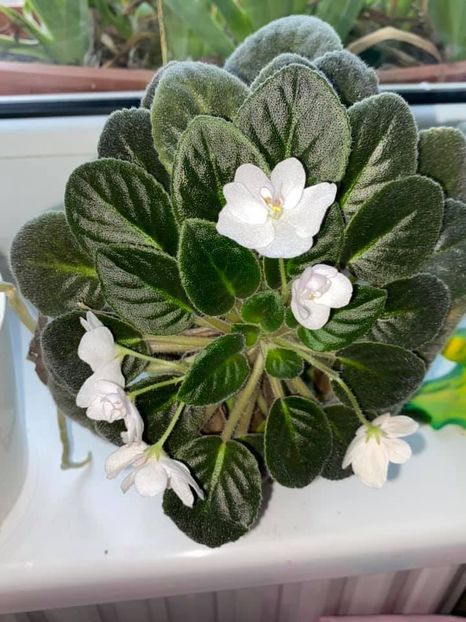  - FLORILE MELE 2021 nr 1