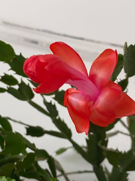  - FLORILE MELE 2021 nr 1