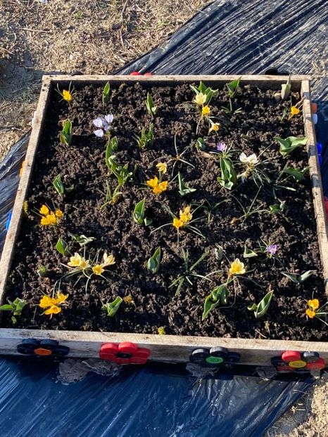  - FLORILE MELE 2021 nr 1