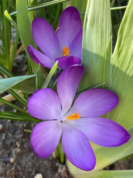  - FLORILE MELE 2021 nr 1