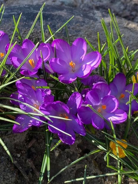  - FLORILE MELE 2021 nr 1