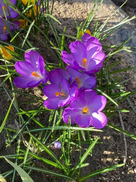  - FLORILE MELE 2021 nr 1