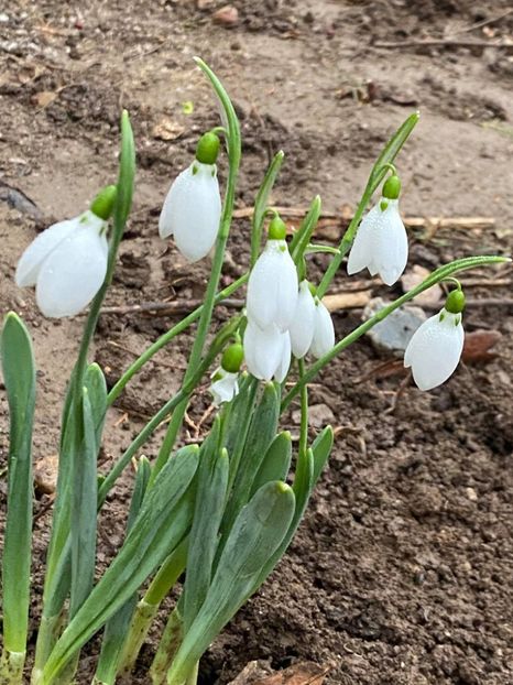  - FLORILE MELE 2021 nr 1