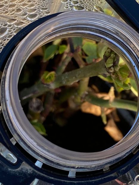  - FLORILE MELE 2021 nr 1