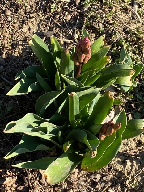  - FLORILE MELE 2021 nr 1