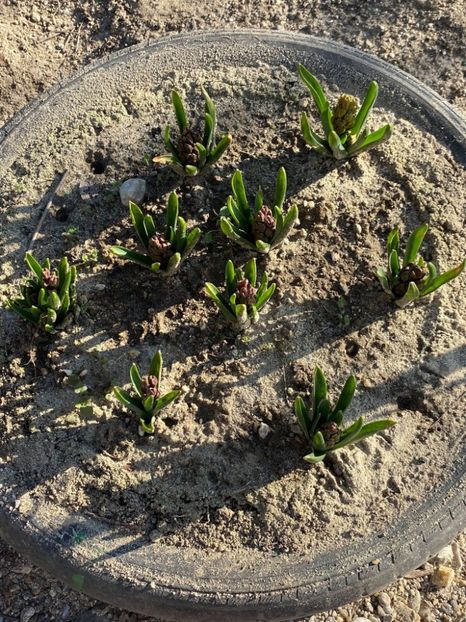  - FLORILE MELE 2021 nr 1