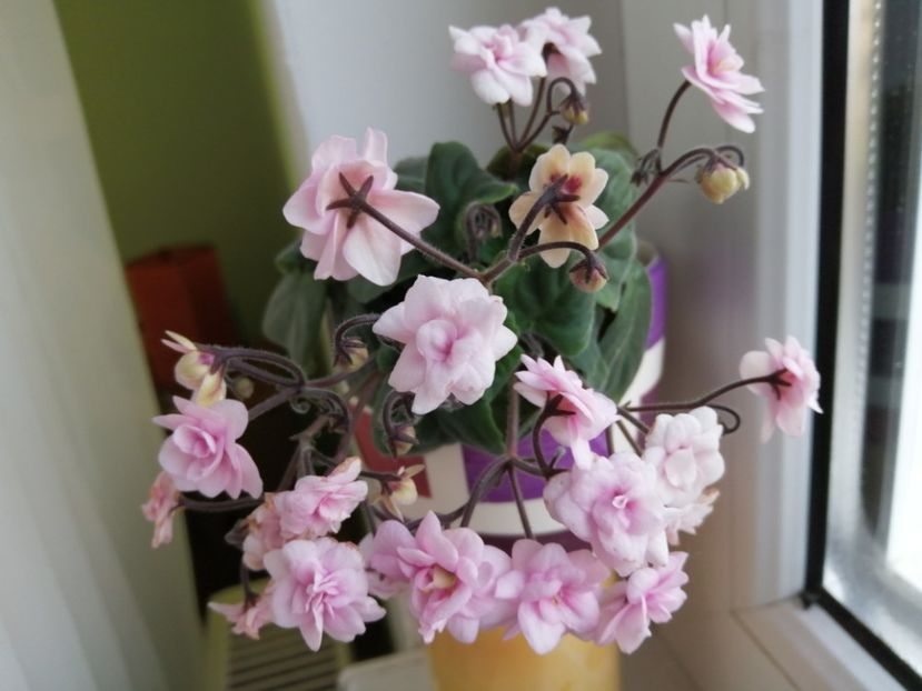  - Rob-s Vanilla Trail