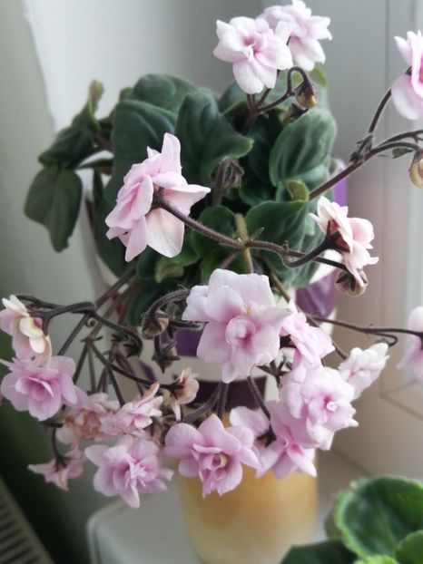  - Rob-s Vanilla Trail