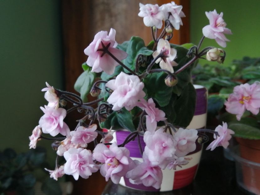  - Rob-s Vanilla Trail