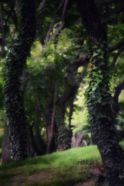  - B - Prin parc