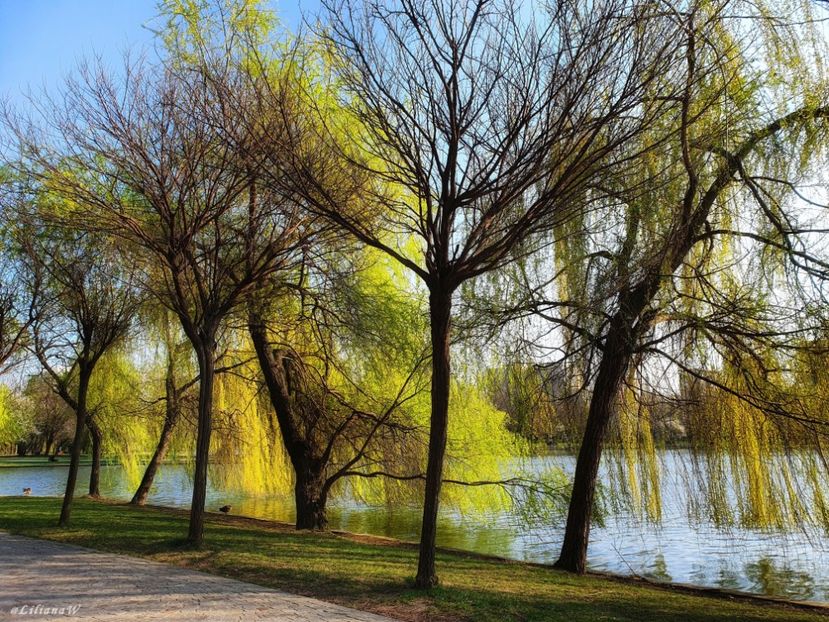  - B - Prin parc