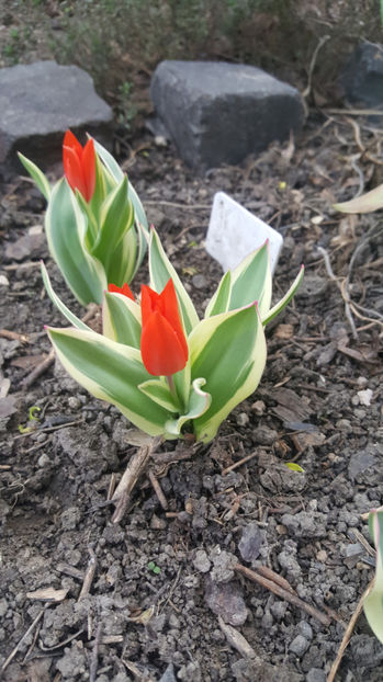 tulipa "praestans unicum" - Gradina si terasa PrimaLuce_8-Hello 2021