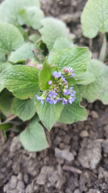 brunnera macrophylla(nu-mă-uita peren) - Gradina si terasa PrimaLuce_8-Hello 2021