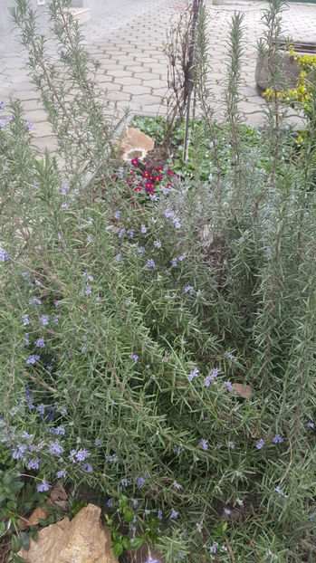 rosmarinus officinalis - Gradina si terasa PrimaLuce_8-Hello 2021