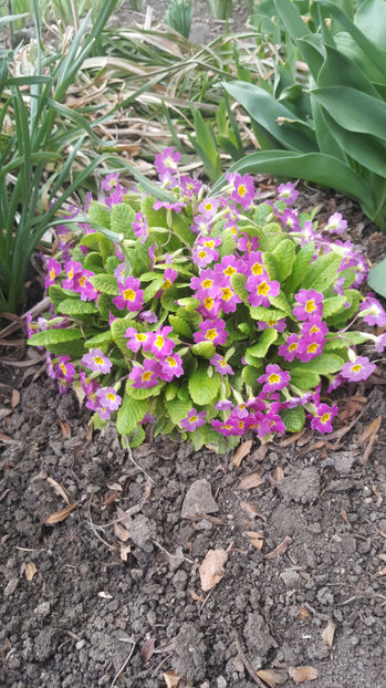 primula hybr. - Gradina si terasa PrimaLuce_8-Hello 2021